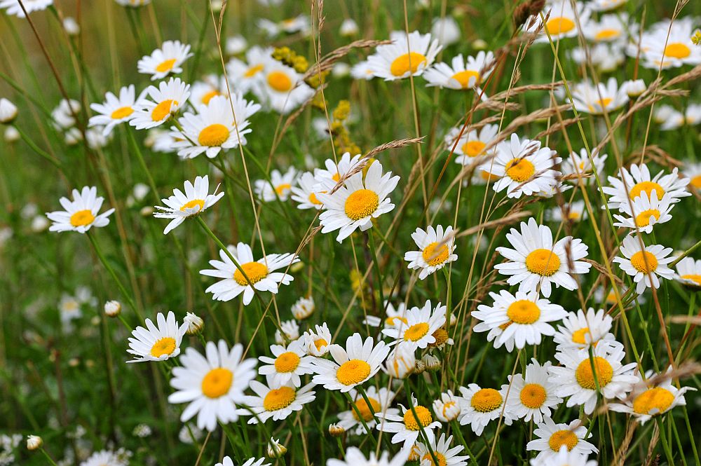 La vita in un fiore: terza parte